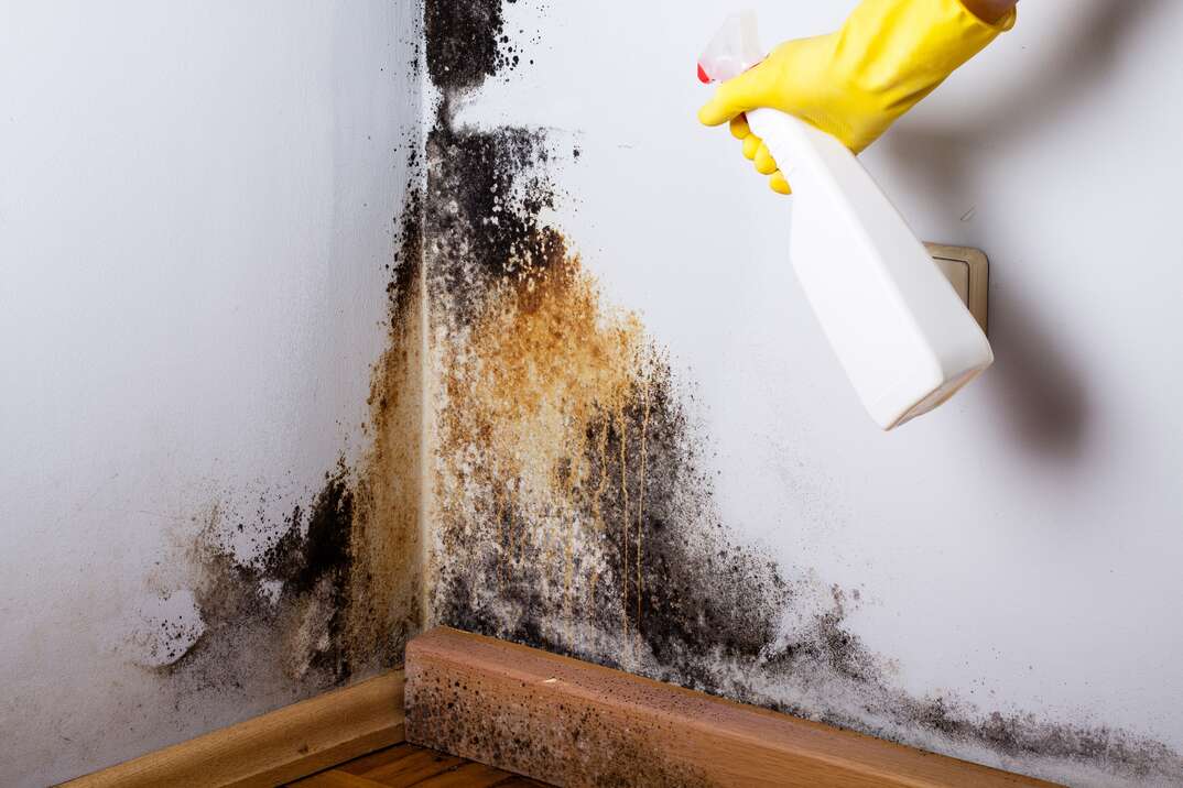 Mold Remediation Cost  Eliminating Mold in Household