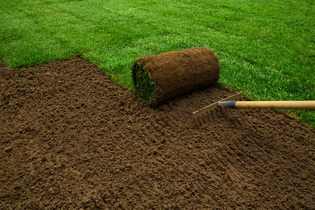 Gardener unrolling fresh sod in the backyard 