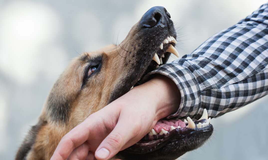 A dog bites the hand of a human wearing a long-sleeve shirt, dog bite, biting dog, dog biting, vicious dog, aggressive dog, aggressive, aggression, biting, injury, personal injury, animal attack, attacking animal, animal, attack, attacking, human arm, human hand, biting hand, hand