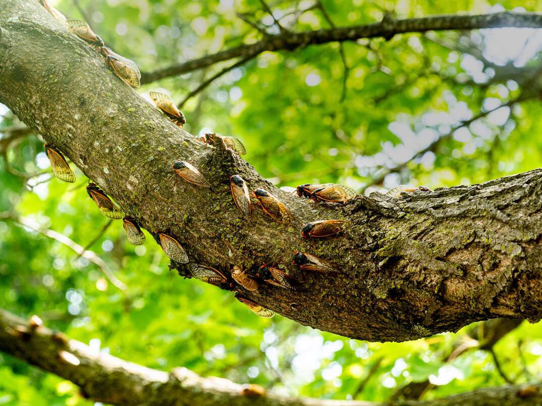 a few cicadas on a tree