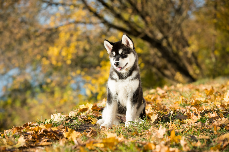 puppy of alaskan malamute