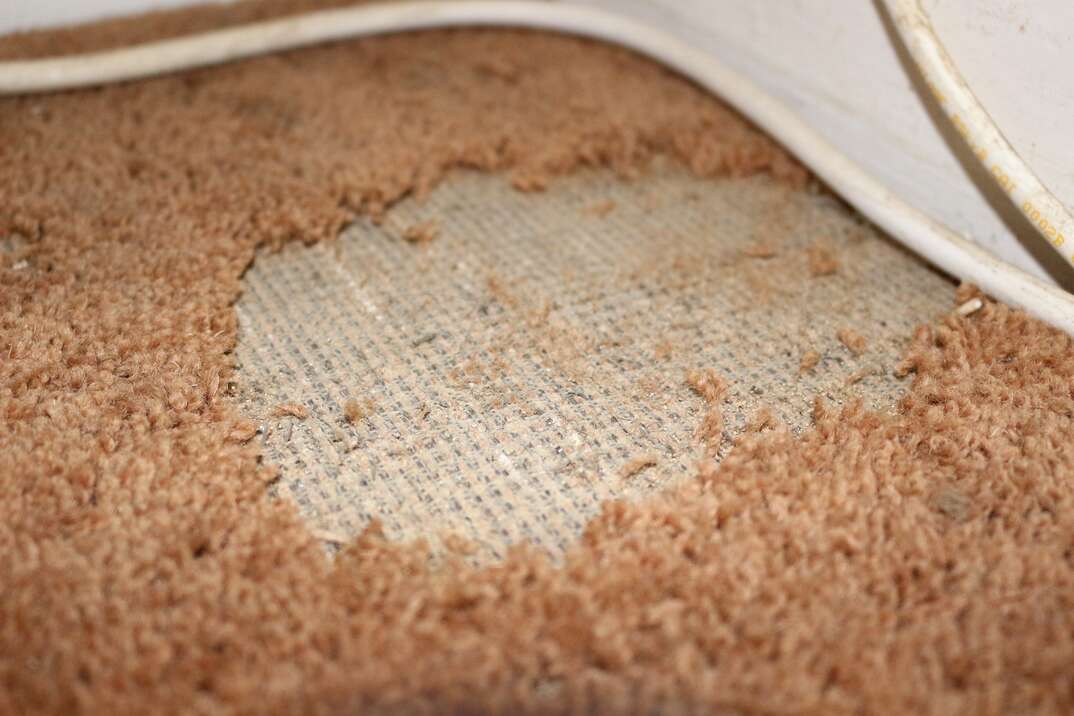 carpet damaged by carpet moths