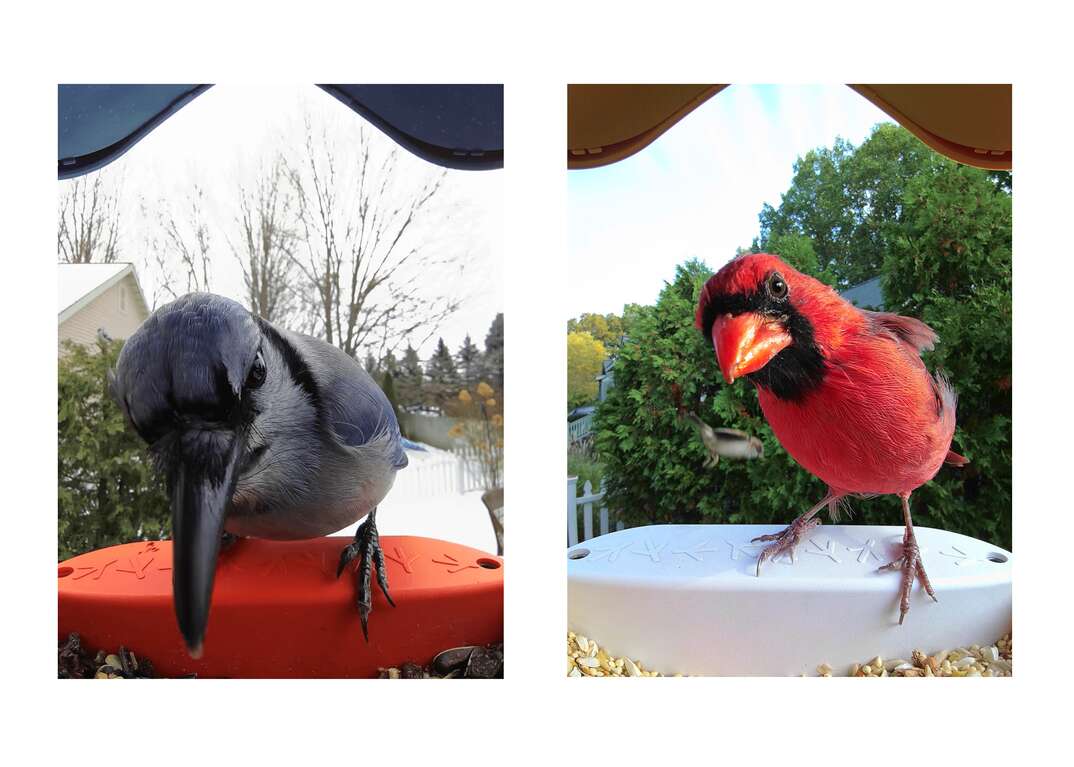 birds in a wide angle lens