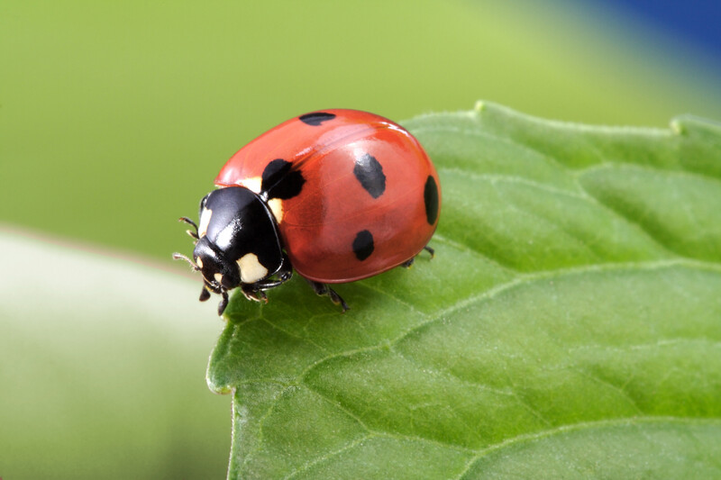 An extreme closeup photo shows a ladybug with a red body and black spots sitting on a green leaf against a green blurred background, ladybug, lady bug, green leaf, leaf, ladybug sitting on a leaf, red body with black spots, black spots, polkadots, leaf, leaves, nature, greenery, green background, insect, insects, bug, bugs, pest, pests, pest control, exterminator