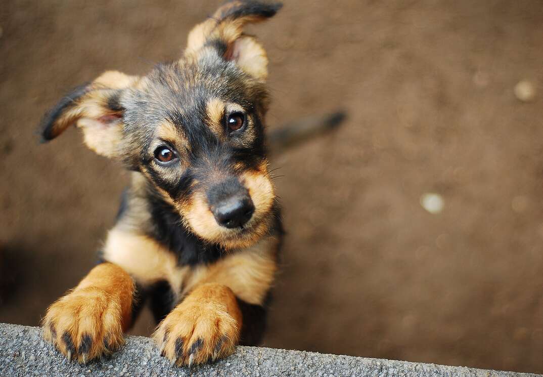 puppy looking up at camera