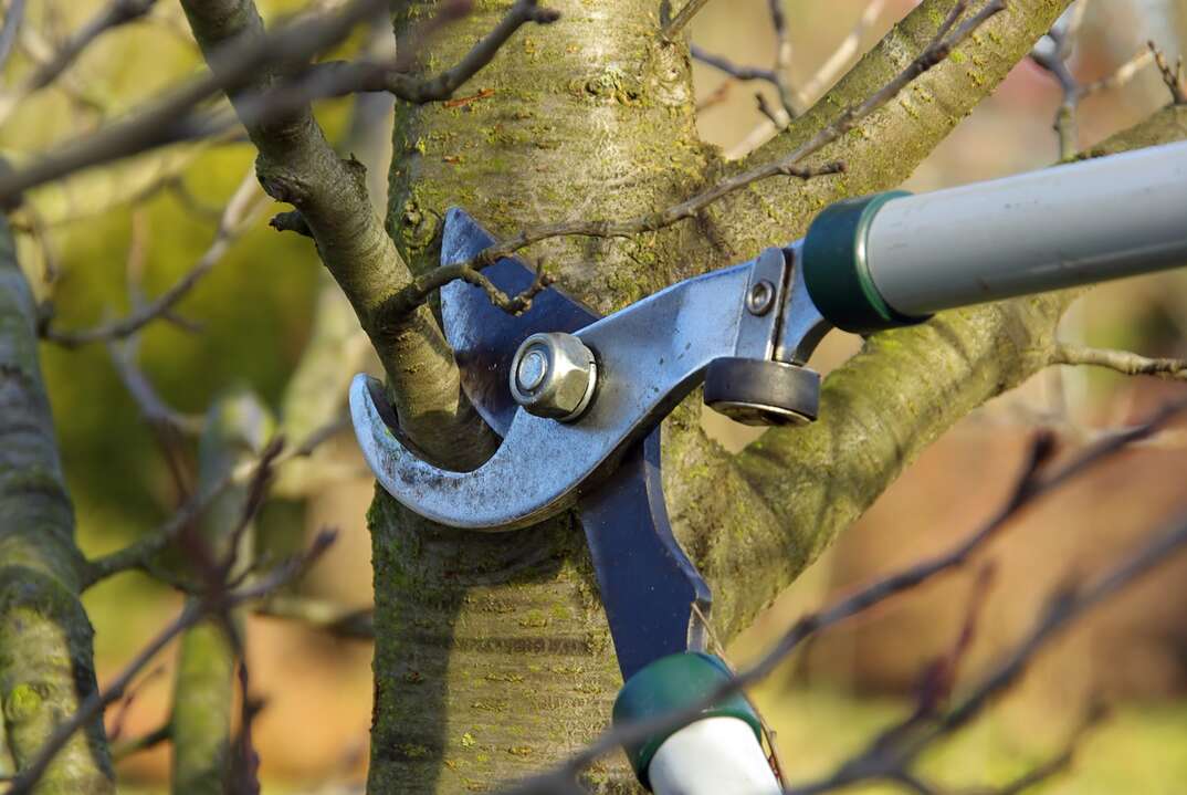 close up shot of pruning sheers cutting a tree branch