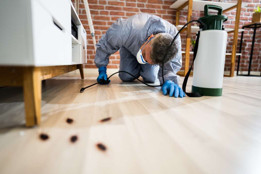 a masked exterminator sprays for pests under a couch