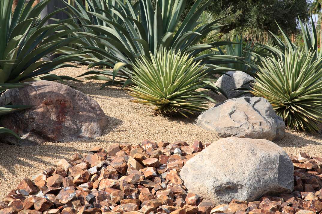 Succulents And Rocks