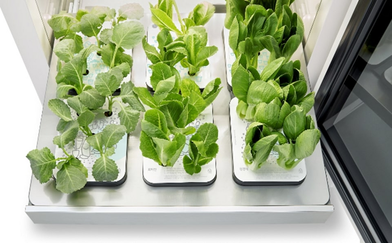 Plants in tray from tiiun gardening appliance
