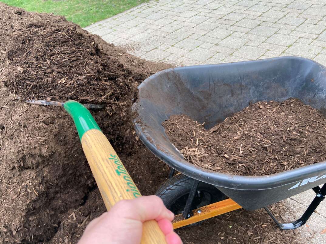 A pitchfork lifts fresh hardwood mulch from a pile and into a black wheelbarrel