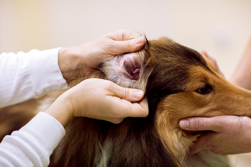 Veterinarian check dog's ear at pet clinic, detailed exam  dog's ear