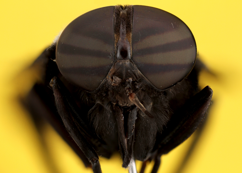 A horsefly is shown in extreme closeup against a yellow background, fly, horsefly, horse-fly, horse fly, fly, insect, pest, bug, bugs, pests, pest control, exterminator, yellow, yellow background, extreme closeup, closeup, flying insect, flying, wings, eyes, bug eyes