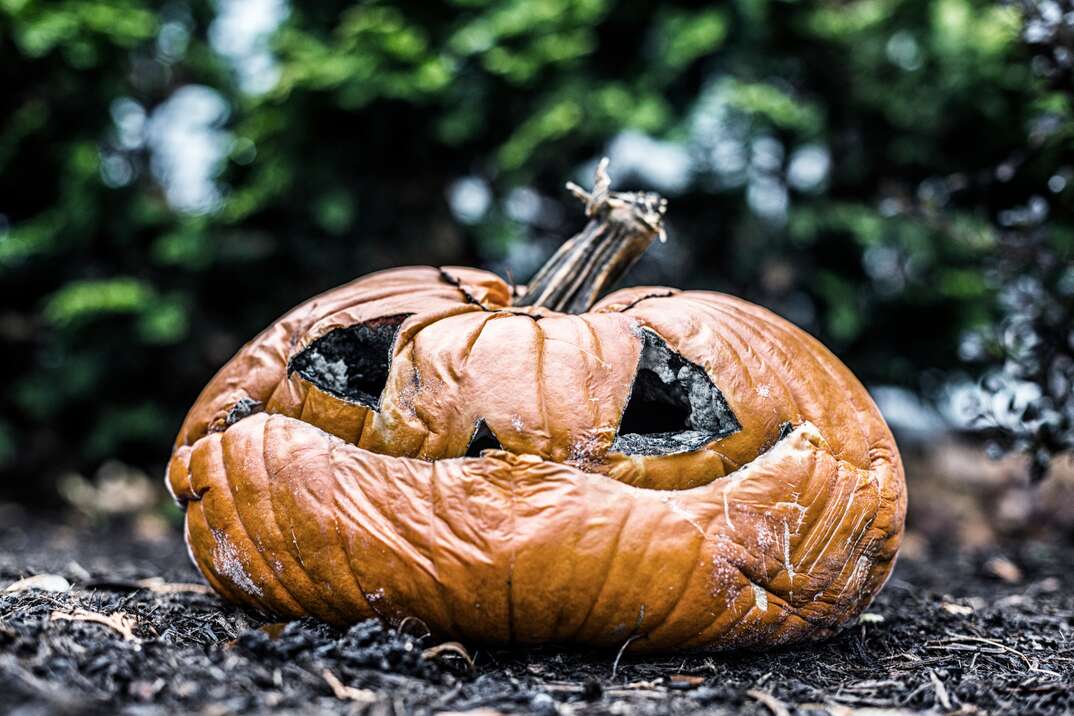 A rotting jack-o-lantern sits on the dirt with green foliage in the background, pumpkin, jack-o-lantern, gourd, rotting pumpkin, rotting jack-o-lantern, rotten, collapsed, orange, Halloween, holiday decorations