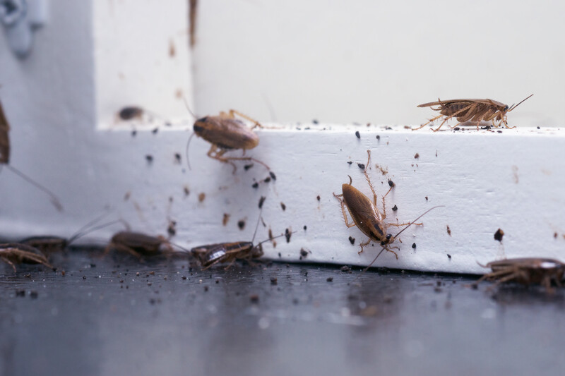 A lot of cockroaches are sitting on a white wooden shelf.The German cockroach (Blattella germanica). Common household cockroaches