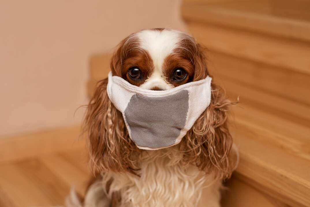 Pet dog sits in a mask and looks at camera on the stairs in home  Cavalier King Charles Spaniel  Close-up photo  The safety of family members