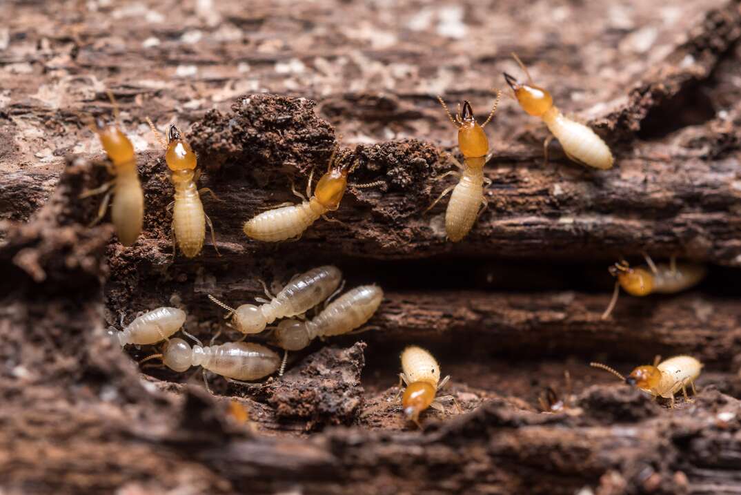 Close up termites or white ants