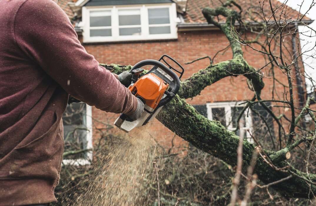 Arborist chainsawing pieces of wood of cut down old oak.