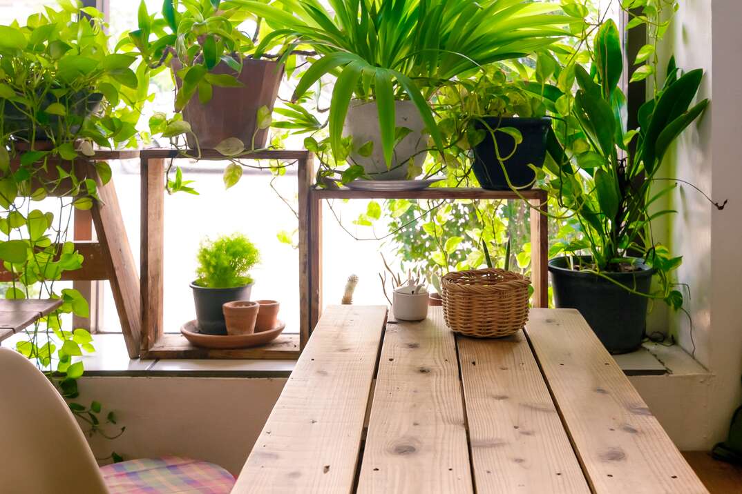 houseplants in wooden shelving