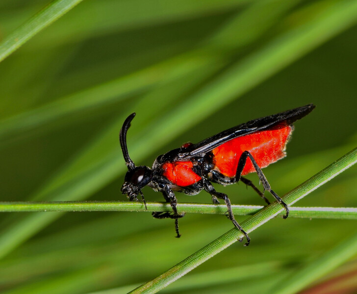 An extreme closeup photo shows a Braconid wasp with a red body and black head and wings and legs perched on a green blade of grass with more blurred greenery in the background, Braconid wasp, Braconid, wasp, red and black body, insect, insects, bug, bugs, household pests, pest, pests, pest control, exterminator, nature