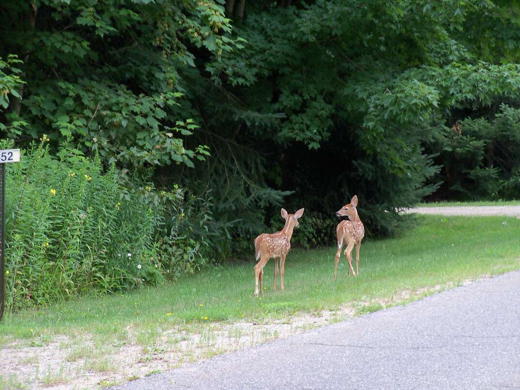 A pair of deer walk in the grass directly next to a curving road with lush green trees and other greenery in the background, deer, Bambi, doe, animals, wildlife, nature, greenery, trees, grass, woods, forest, natural, road, street, asphalt, winding road, asphalt, concrete, curve, outdoors