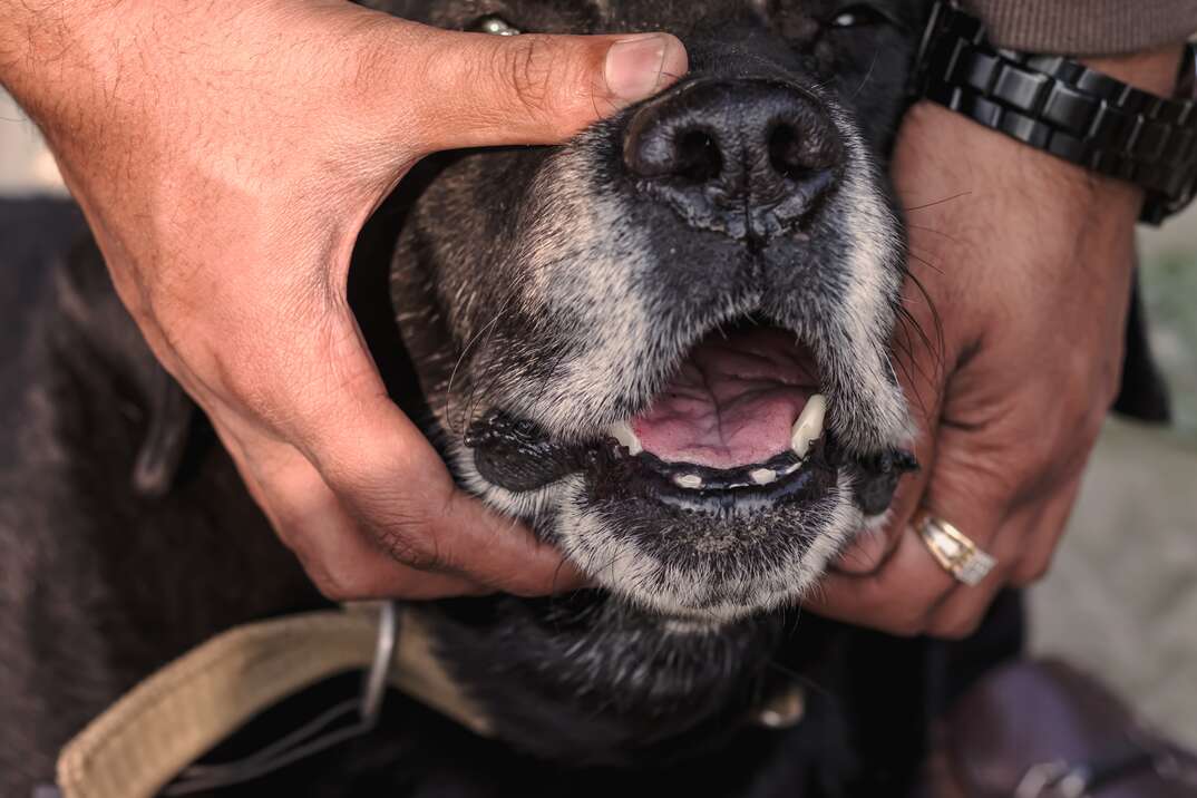 Labrador retriever close portrait