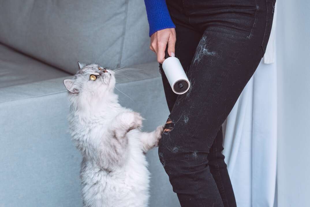 Woman cleaning clothes with clothes roller, lint roller or sticky roller from cats hair. Cats hair on clothes. Cleaning hair from pets. High quality photo