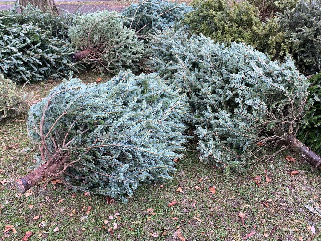 Christmas Tree Recycling Drop Off