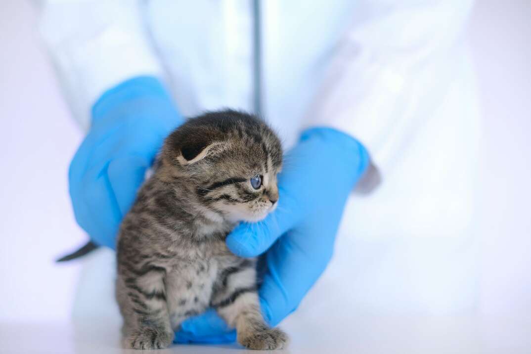 Kitten and veterinarian.Examining a kitten with a veterinarian. Scottish fold tabby kitten in the hands of a veterinarian in blue medical gloves on a white table. Baby kitten.