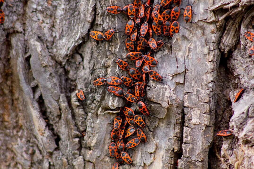 close up of box elder bugs on a tree