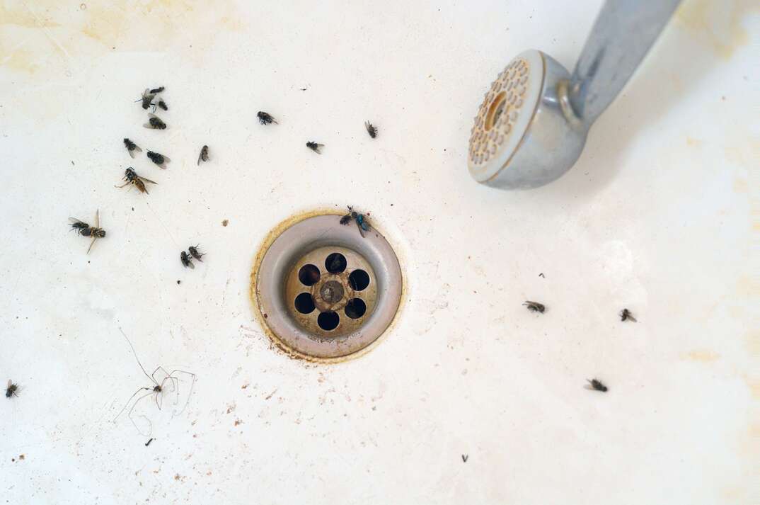 Dirty bath with dead insects around drain, concept of untidiness