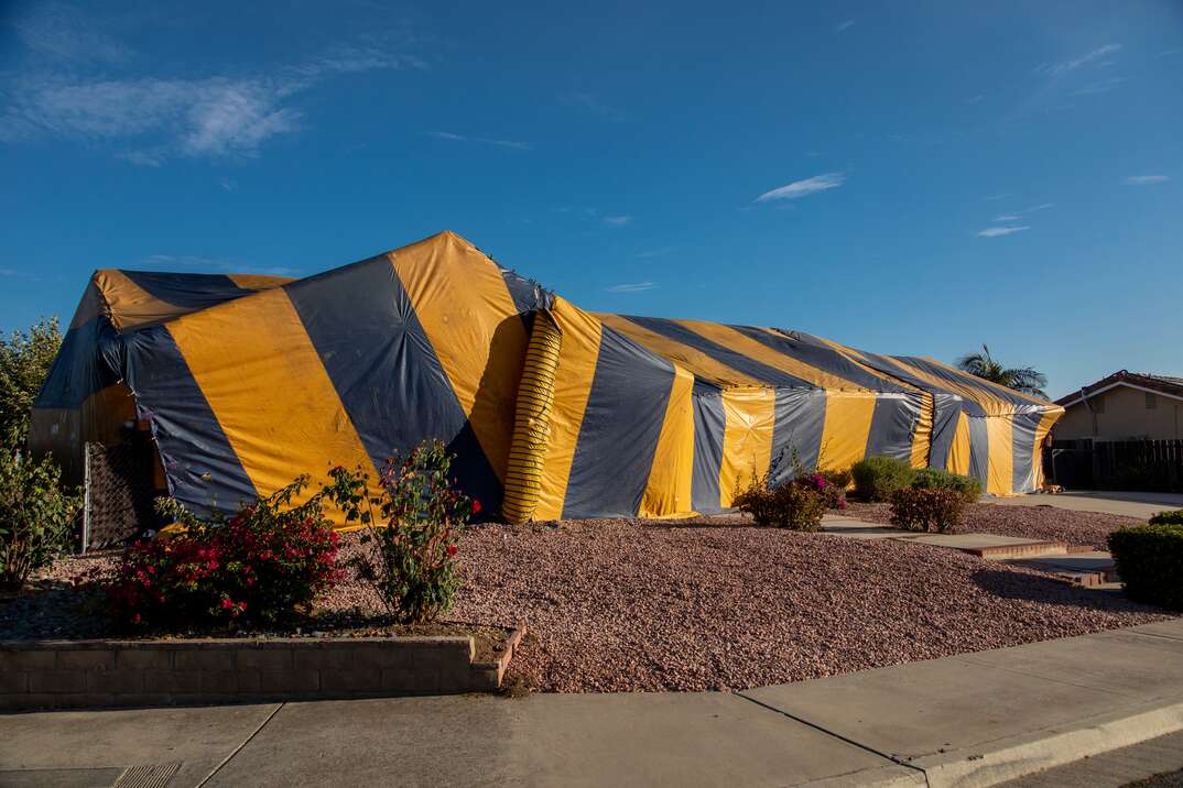 A ranch stile house is covered in a termite fumigation tent with a mostly cloudless blue sky in the background, fumigation tent, tent, fumigation, termite fumigation tent, fumigation tent, tent, ranch style house, house, ranch, sidewalk, blue sky, blue, sky, pest control, pests, insects, bugs, termites, termite, termite treatment, exterminator