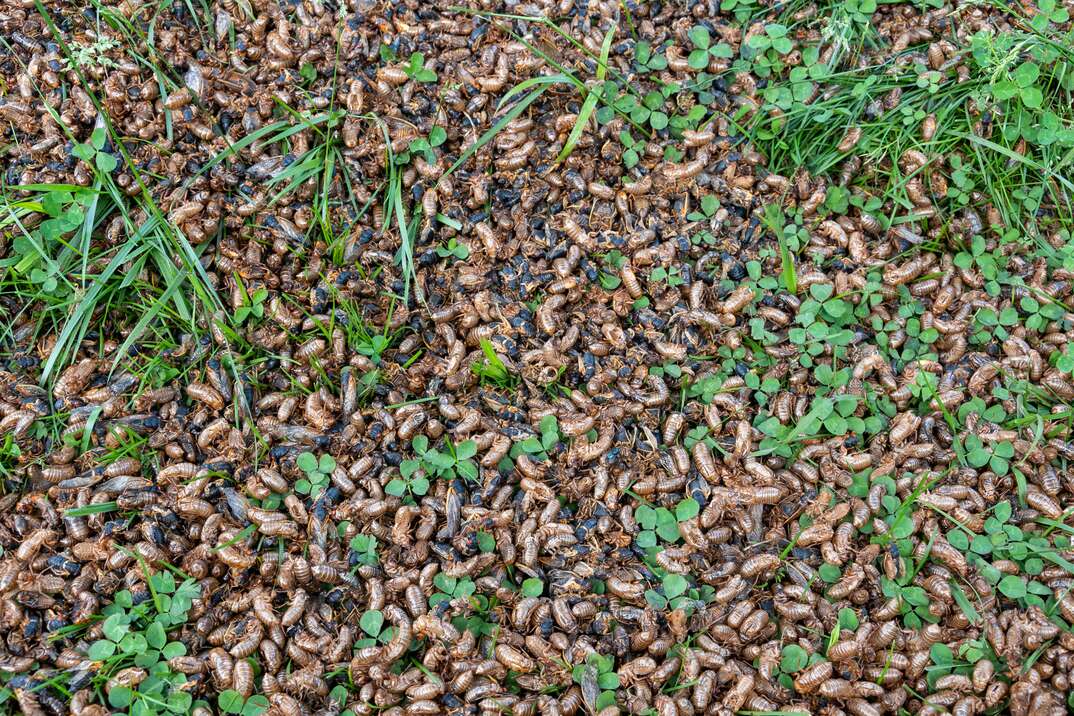 Exoskeletons, nymphs and adult 17-year Brood X cicadas on the ground underneath a tree in eastern Illinois during 2021 emergence.