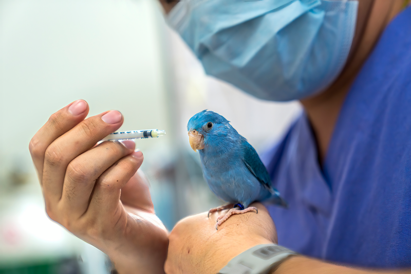 A veterinarian wearing a blue surgical mask and blue scrubs holds a blue lovebird with a yellow beak on one hand while handling a syringe in the other hand, blue lovebird, lovebird, veterinarian, doctor, medical, syringe, blue surgical mask, surgical mask, wearing blue scrubs, blue scrubs, scrubs