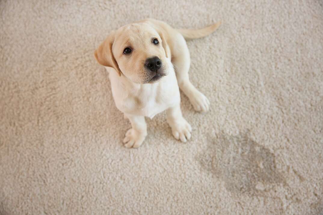 Cute puppy sitting on carpet near wet spot