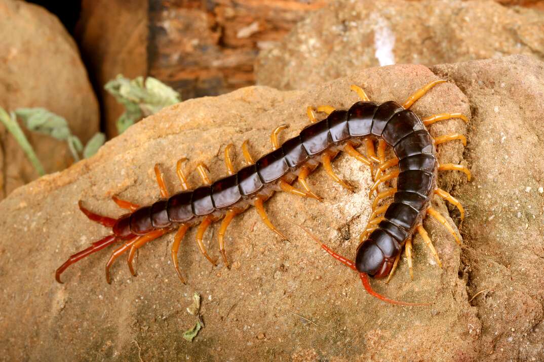 A centipede crawls on a rock, centipede, insect, bug, creepy crawly, creepy, crawly, crawling, crawl, rock, infestation, legs, exterminator