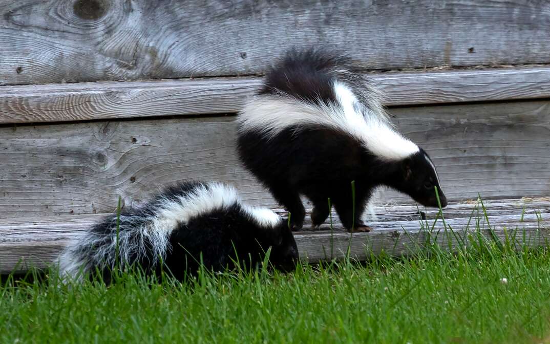 The striped skunk  Mephitis mephitis  with a young near the human dwelling