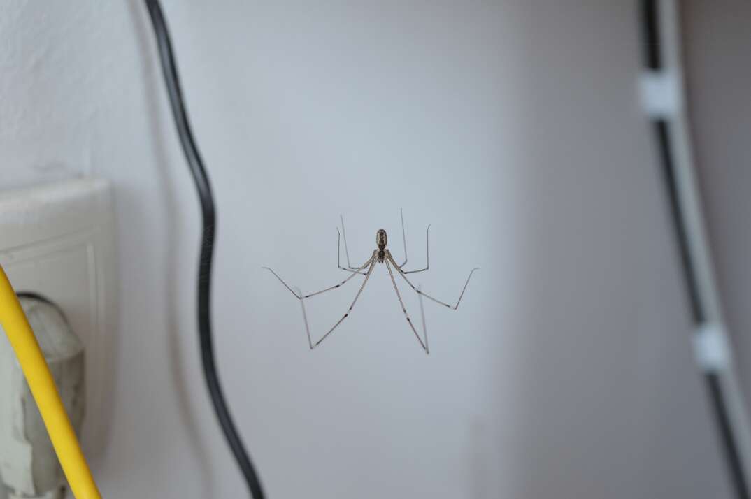 spider among electrical cords in a house