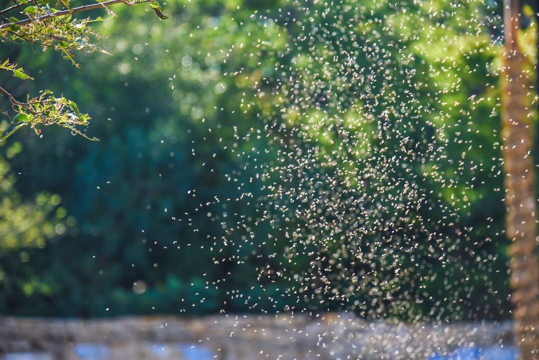 A swarm of mosquitoes, swarm, mosquitoes, swarming, insects, bugs, pests, pest control, outdoors, outside, green leaves, infestation