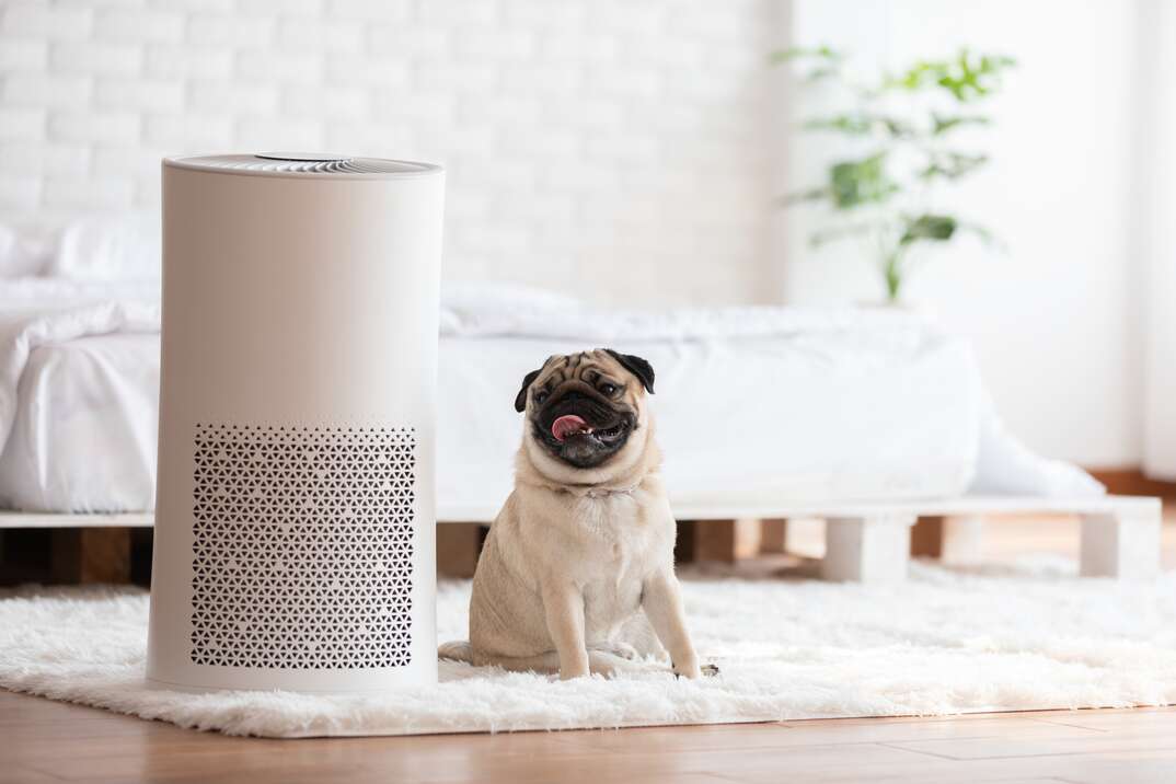 smiling pug on counter with ionizer