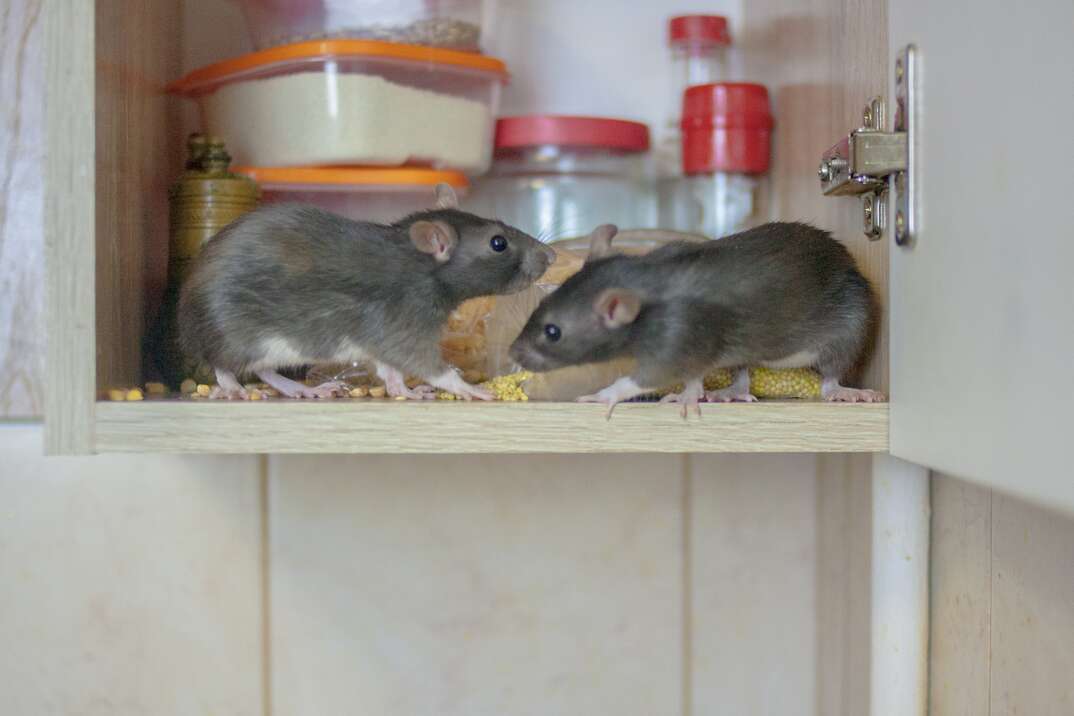A pair of rodents eat food in the cupboard of a residential kitchen, rodents, rats, mice, rat, mouse, rodent, pest, pest control, cupboard, cabinet, kitchen cabinet, kitchen, residential kitchen, tile backsplash, backsplash, animal, pest, nuisance, infestation, rat infestation, mouse infestation