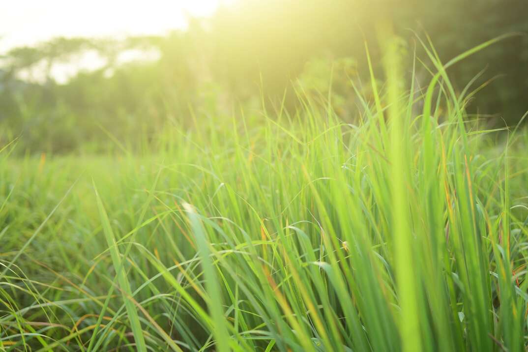Lemongrass or Citronella grow in the vegetable garden, used as cooking spices and herbal medicine..