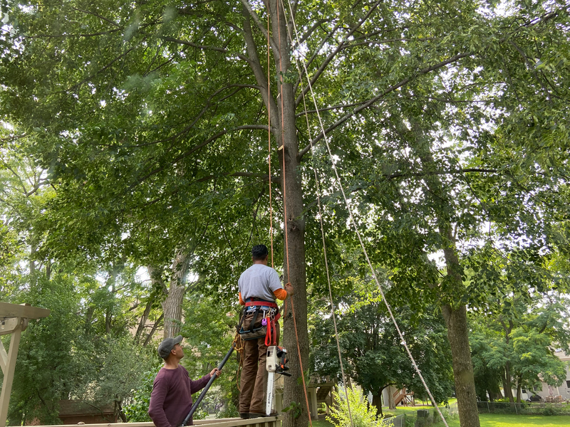Men use safety harnesses to ascend into a tall Linden tree to prune its branches with a chainsaw 