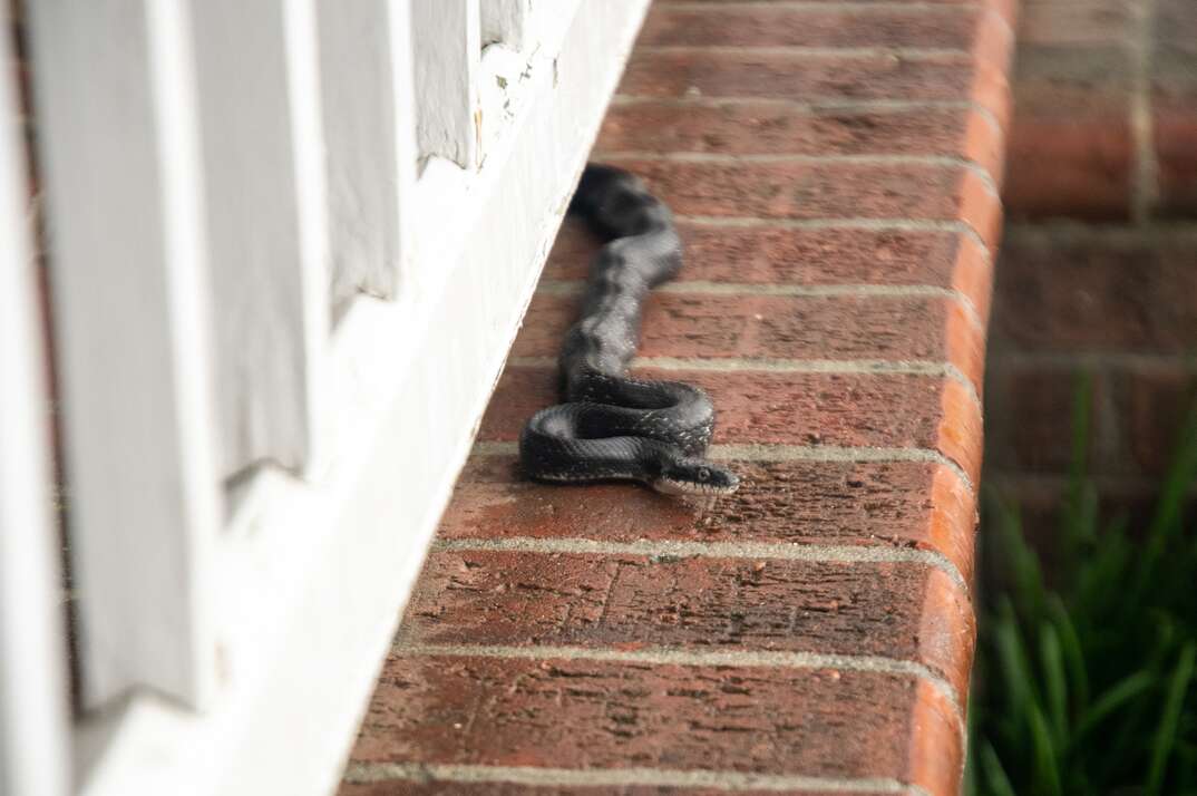 A snake slithers on a red brick window ledge outside a house.