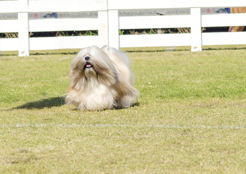 A portrait view of a small young light tan fawn beige gray and white Lhasa Apso dog with a long silky coat running on the grass. The long haired bearded Lasa dog has heavy straight long coat and is a companion dog.