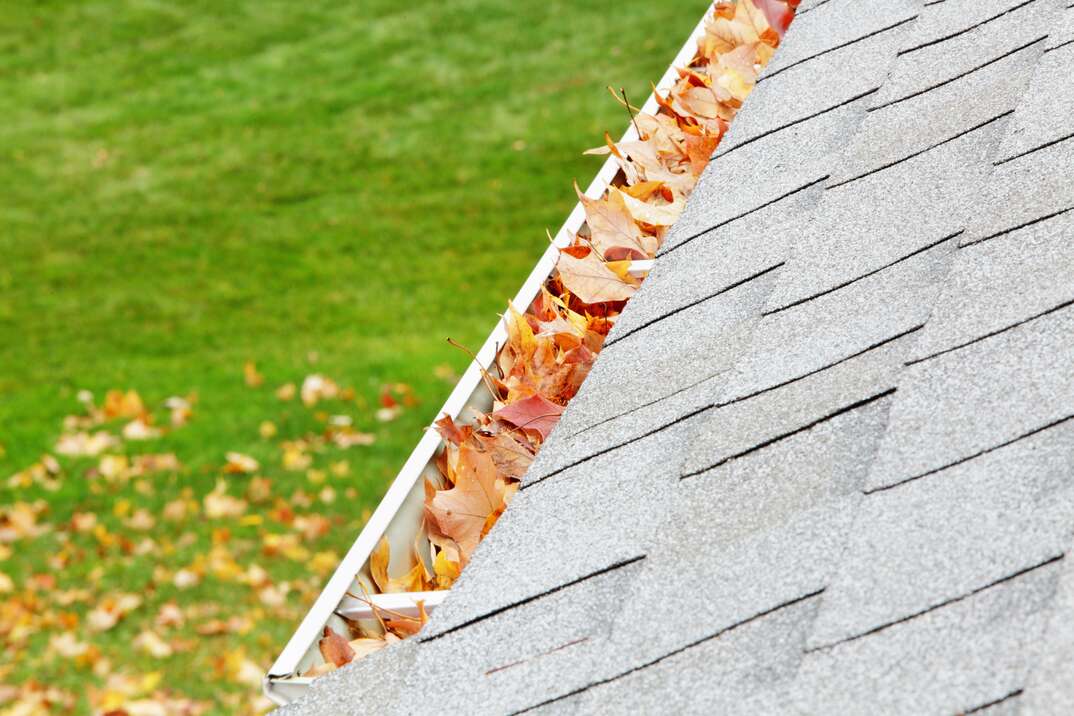 fall leaves in a gutter