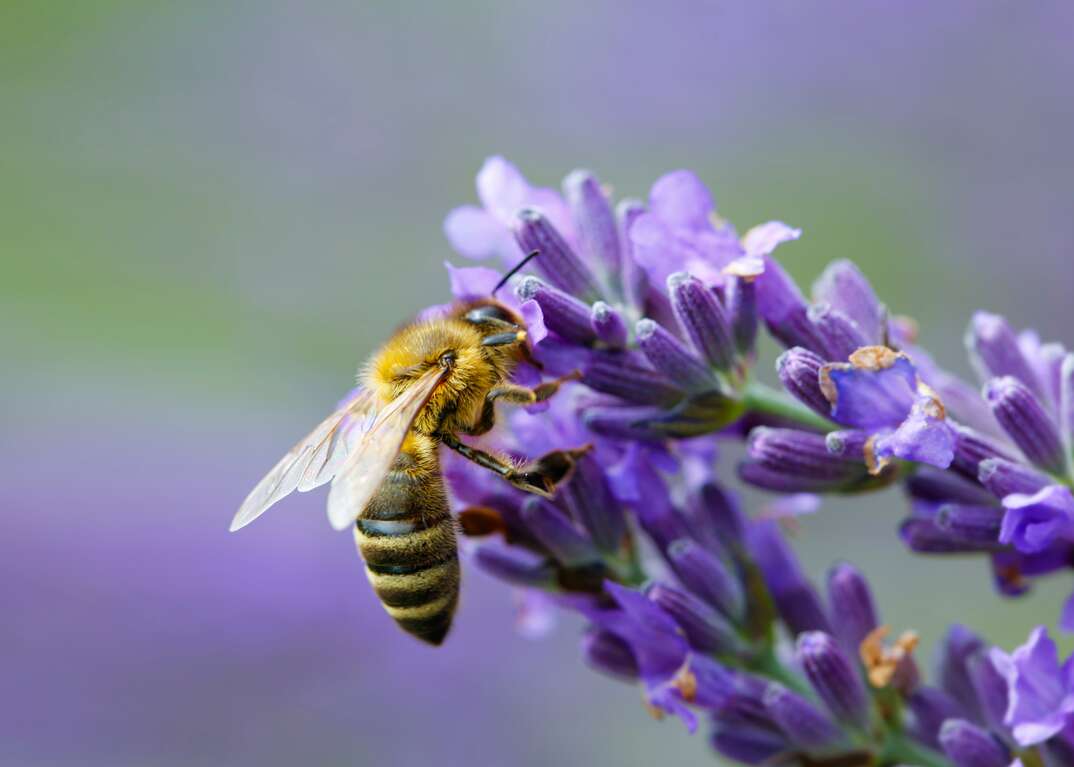 A honeybee sits on a lavender flower collecting nectar in this extreme closeup photo with a blurred background, honeybee, bee, bees, honeybees, insect, insects, bug, bugs, pest, pests, pest control, exterminator, flower, flowers, floral, nectar, blurred background, flying insect, lavender, lavender flower, closeup photo, closeup, honey, wildlife, flora, nature, natural world
