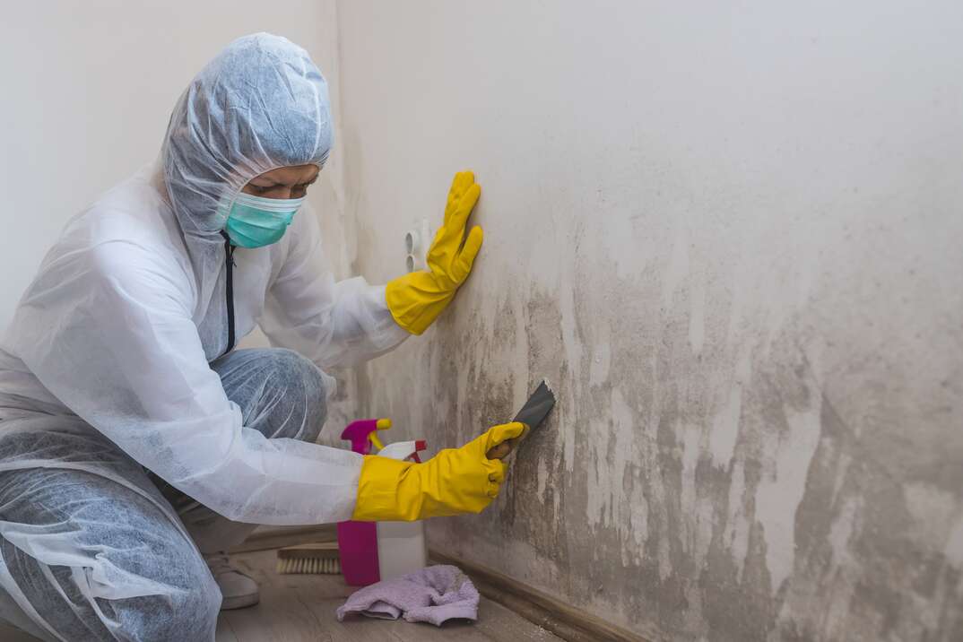 Female worker of cleaning service removes mold from wall using spray bottle with mold remediation chemicals and scraper tool