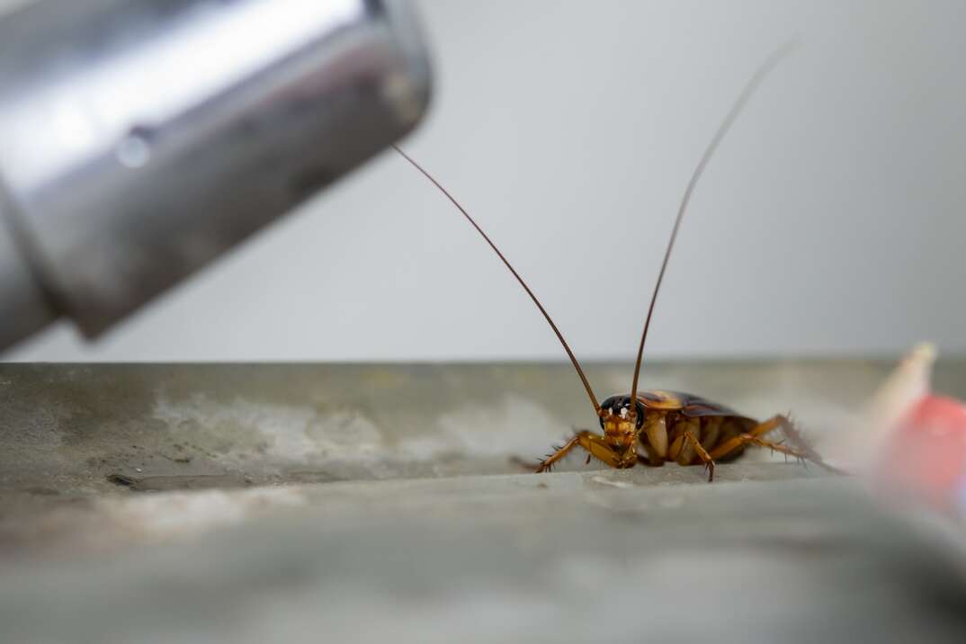 The cockroach crawling around faucet.
