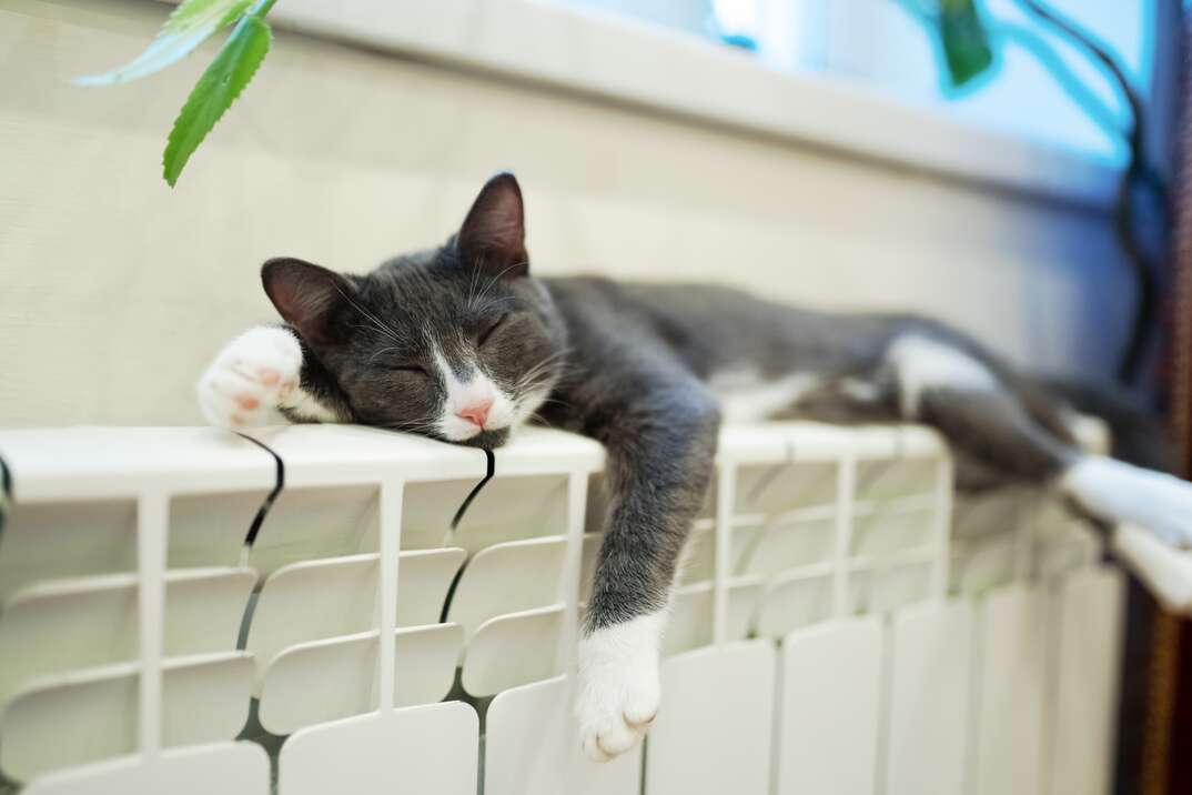 Sleeping cat on the heating radiator