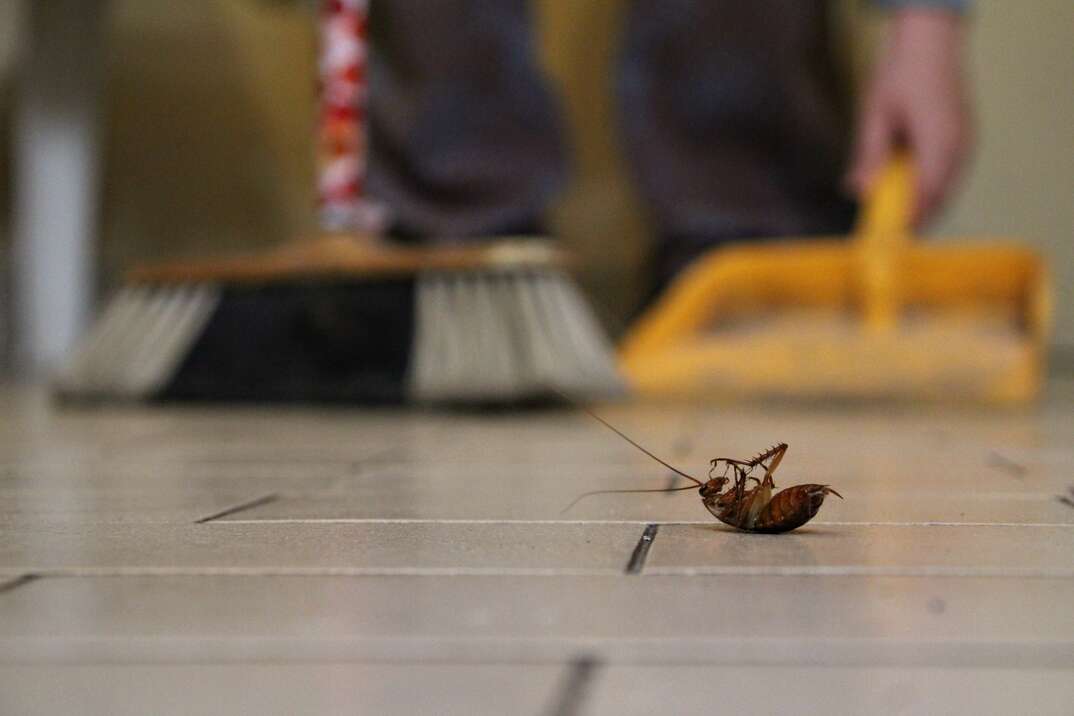 a worker using a broom and dust pan Clean up a cockroach